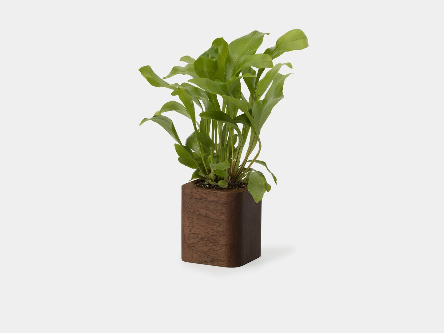 Cubic Pot (Outlet)